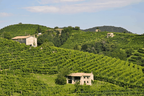 vigneti di Prosecco conegliano_vino_prosecco